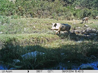 Free-Ranging Pig and Wild Boar Interactions in an Endemic Area of African Swine Fever